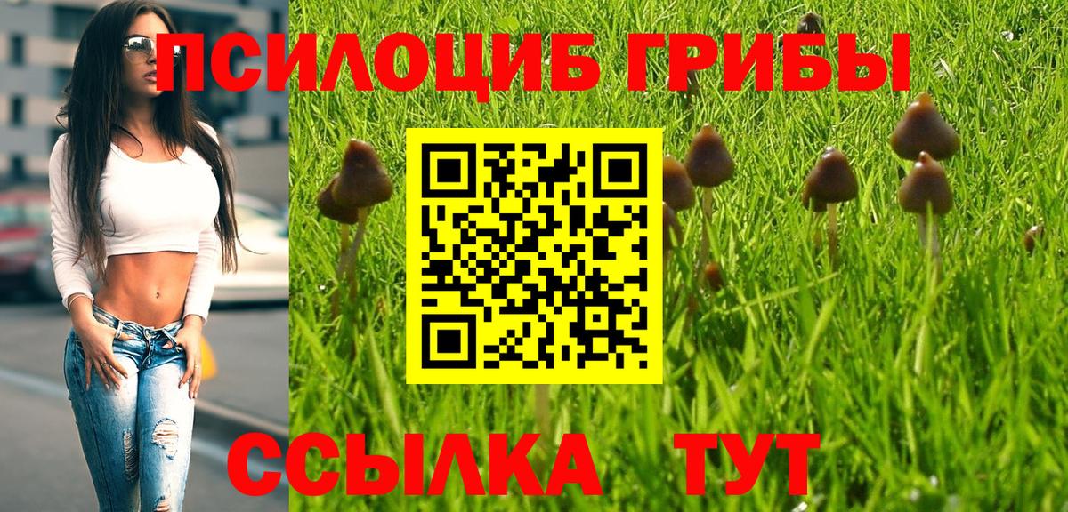 Псилоцибиновые грибы Psilocybine cubensis Камышлов